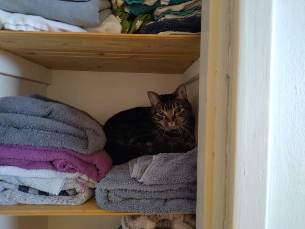 Cat with Wishes pointing forward just before she yarns. She's atop some grey towels inside a cupboard.